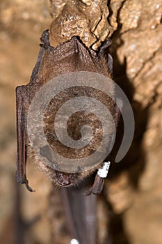 Geoffroy`s bat Myotis emarginatus photo